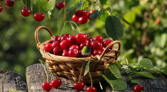 cerises dans un panier