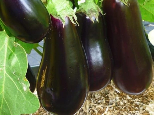 aubergine épique