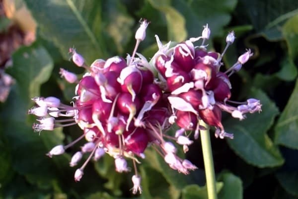 garlic seeds