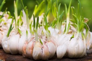 How to grow and care for garlic outdoors for a good harvest