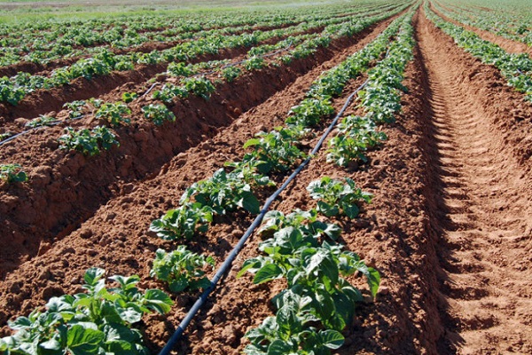 growing potatoes