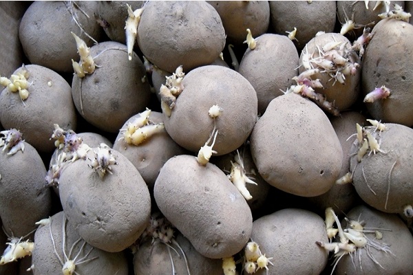 tubers before planting