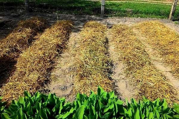 potatoes under straw