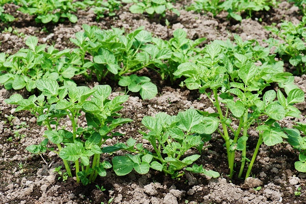 mezclas para alimentación