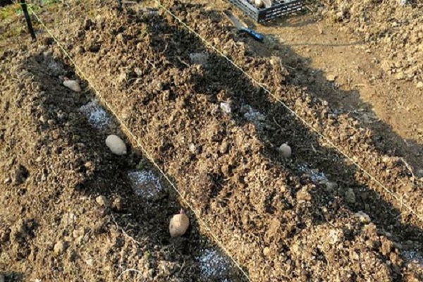 potato roots