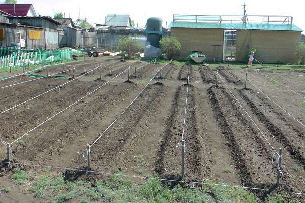 composition for feeding