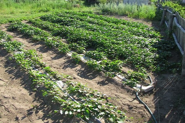 Watering potatoes