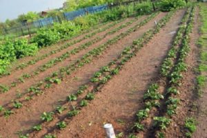 Pros y contras de cultivar papas según el método Mittlider, cómo plantar correctamente