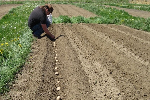 Preparing potatoes