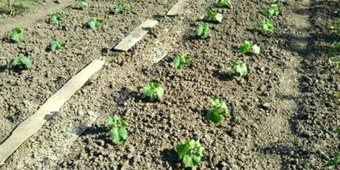 planting cucumbers