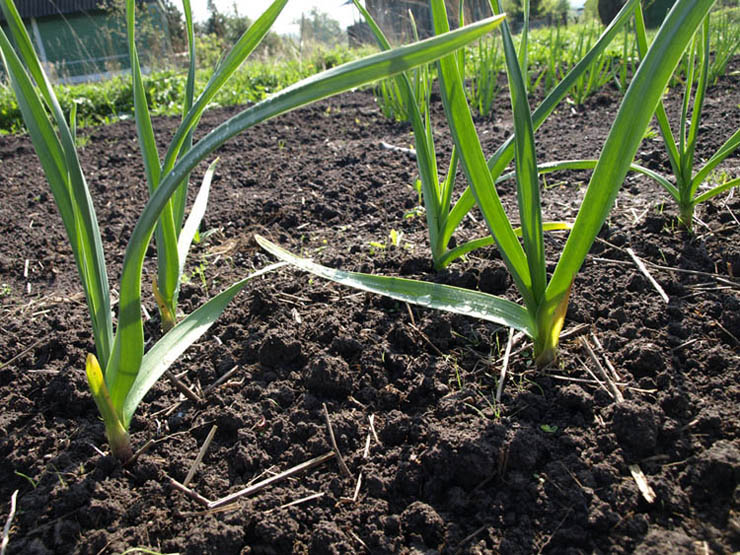 winter garlic