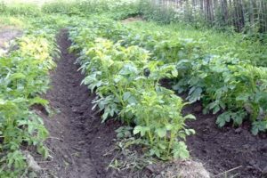 What to do if potatoes have high tops when you can cut them