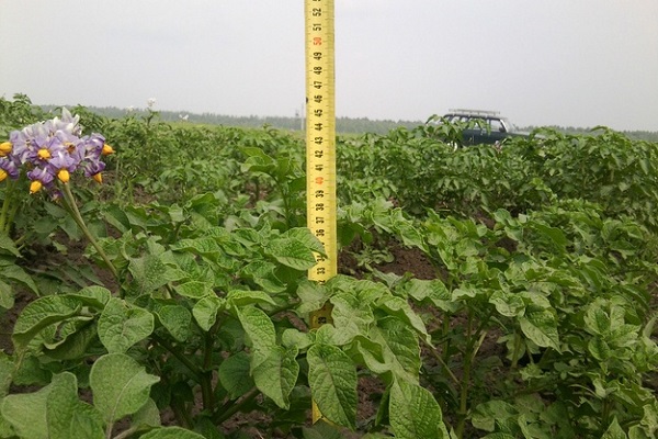 fertiliser avec des engrais