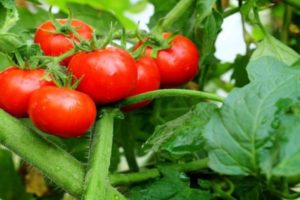 Caractéristiques et description de la variété de tomate Explosion, son rendement