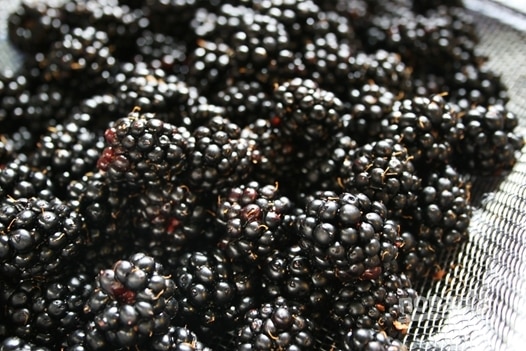 moras para compota