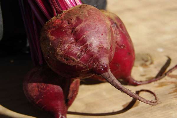 fresh beets