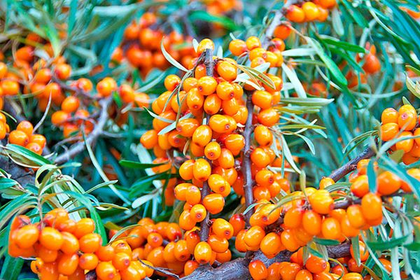 A simple recipe for making sea buckthorn jelly for the winter