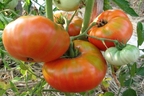 tomates sur une branche