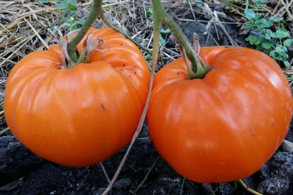 penjagaan tomato