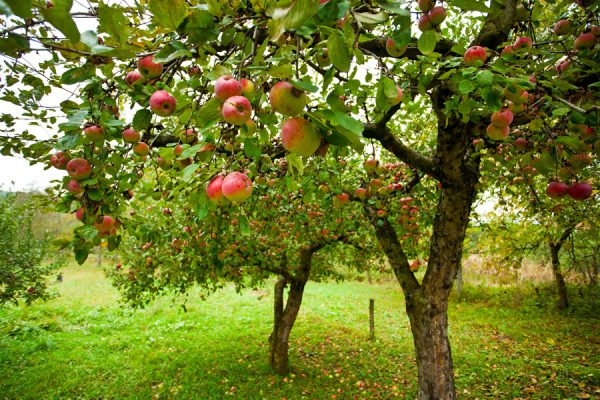 pommier dans le jardin