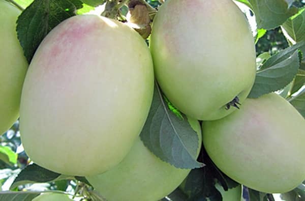 variétés de pommiers blanc sinup