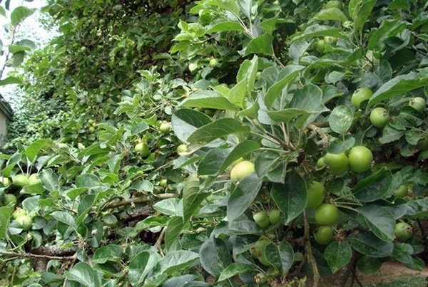 variétés d'arbres Kutuzovets