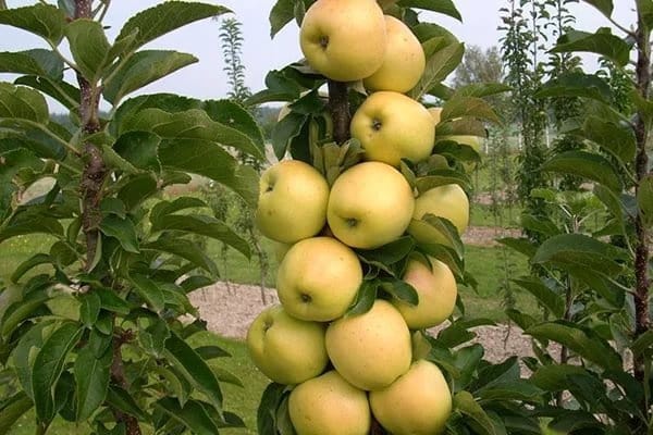 columnar apple tree in the garden