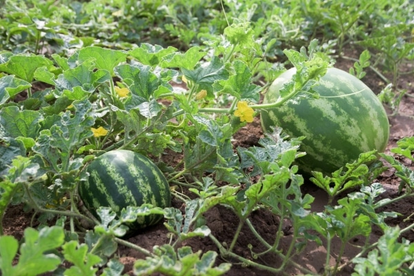 ripe watermelons