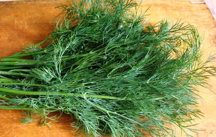 dill for the winter