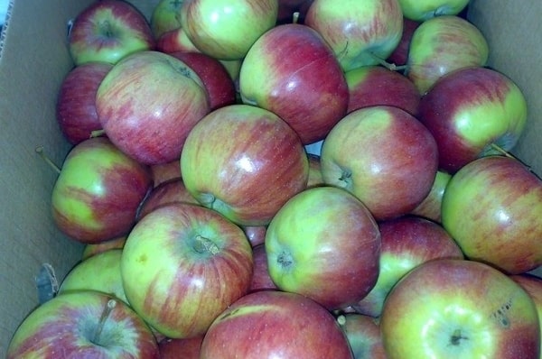 pommes Rossosh rayées dans une boîte