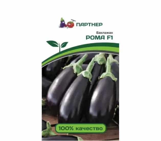 aubergine Roma