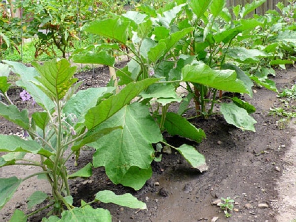 Berenjena belleza negra