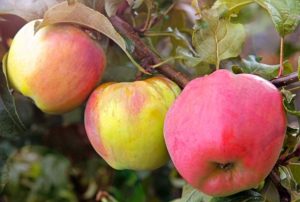 Caractéristiques et description des variétés de pommes de Crimée Sinap Orlovsky, Kandil et Gorny