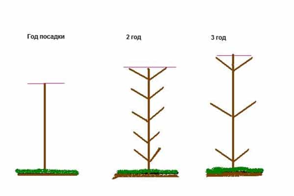 apple pruning by year