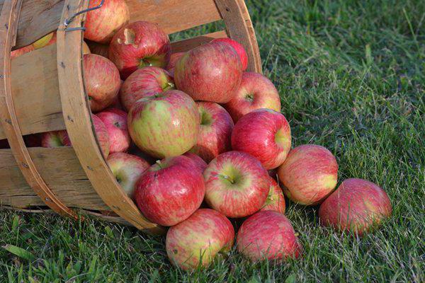 apples in a basket