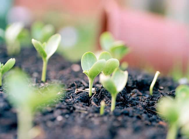 seedlings of watermelons