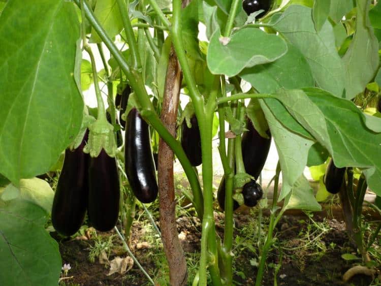 eggplant growing