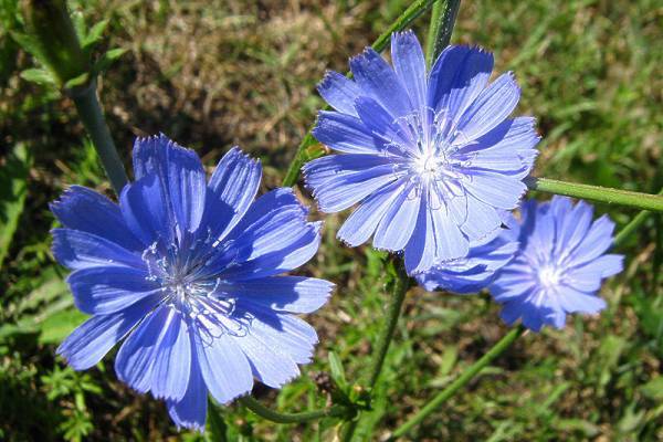 common chicory