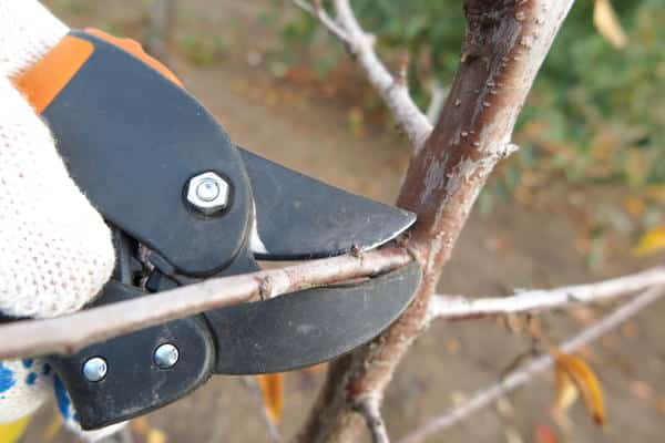 cutting apple cuttings