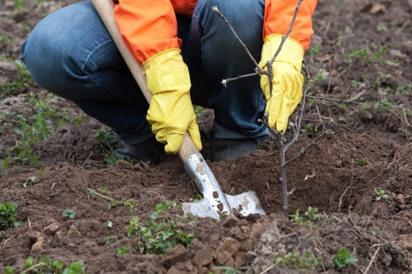 planting an apple tree