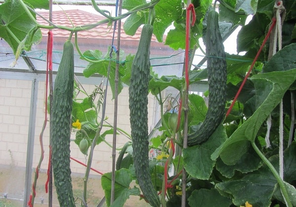 chinese cucumbers