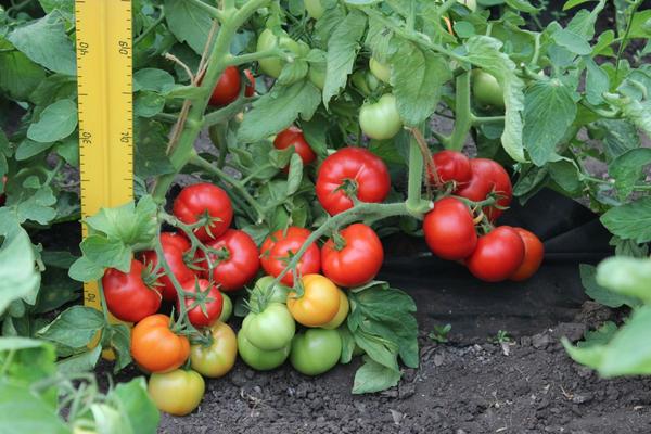 tomate al aire libre