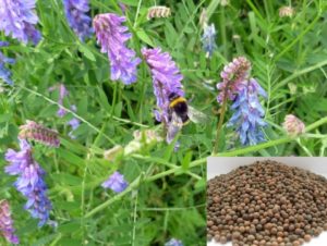 Descripción de la planta Vetch siembra primavera, cómo usar y características de siembra.