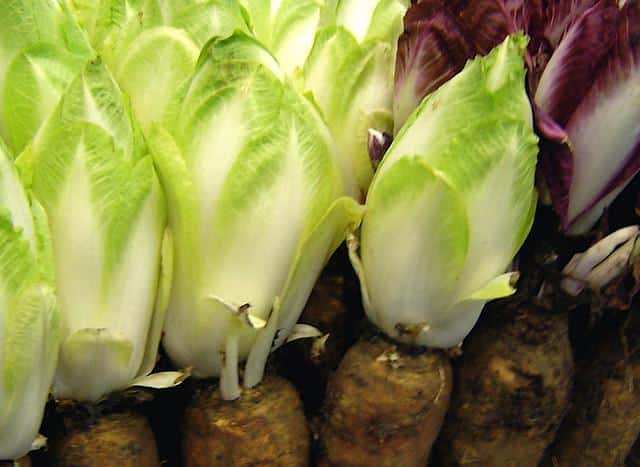 Endive à la chicorée