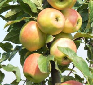 Characteristics and description of the apple variety Zarya Alatau, regions of cultivation and taste of fruits