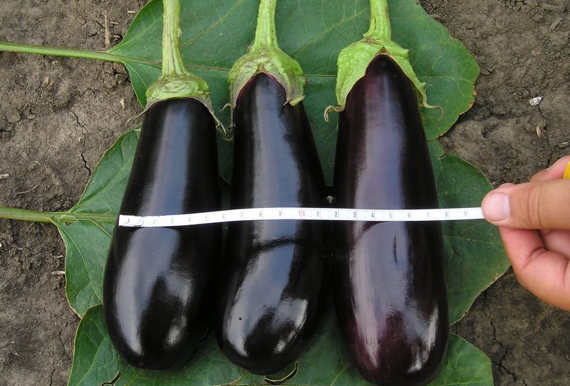 Aspect de l'aubergine Fabina