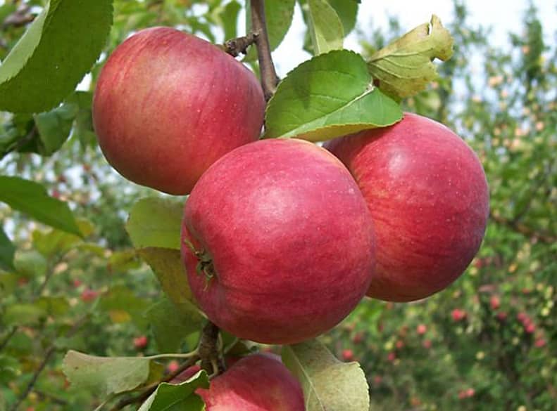 Apple tree cups