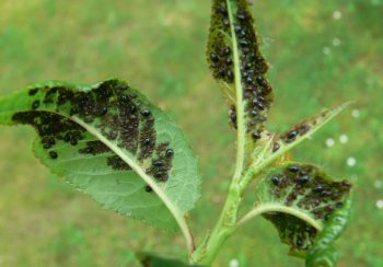 aphid on an apple tree