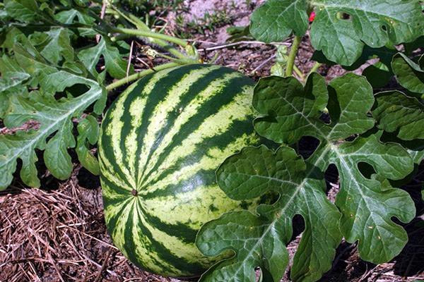 ripe watermelon