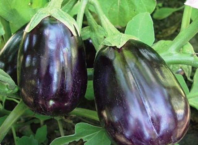 Beauté noire aubergine